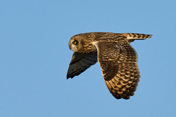 Short-eared owl (Asio flammeus)