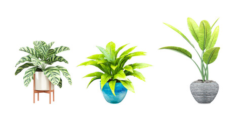 Ornamental plant on pot isolated on white. PNG format.