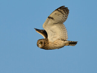 Short-eared owl (Asio flammeus)