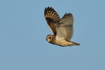 Short-eared owl (Asio flammeus)