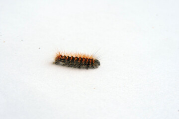 A crawling black hairy caterpillar with orange dots isolated on white
