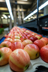 Apples in Consumer Units Moving on Conveyor Belt in Packing Warehouse. Packing Fresh, Graded Apples In Food Processing Plant. Fresh Apples in Environmentally Friendly Packaging.