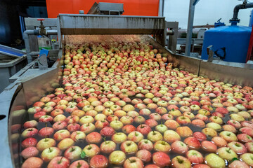 Apples Floating and Being Washed and Transported in Water Tank Conveyor. Postharvest Apple Processing in Packing House Prior Distribution to Market.  Apple Washing, Sorting, Grading and Waxing. 