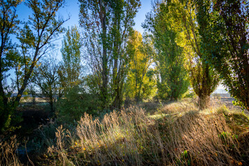 Fototapeta na wymiar campo en invierno con árboles y hojas amarillas
