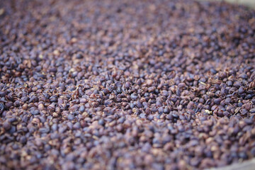 dried coffee bean seed shell drying after peeling