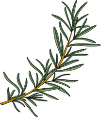 doodle freehand sketch drawing of rosemary.