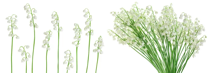 Gordijnen Lilly of the valley flowers isolated on white background with full depth of field © kolesnikovserg
