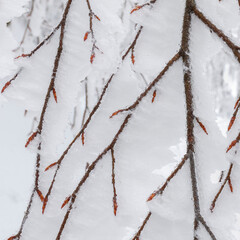 Naklejka premium orange colored buds and snowy tree branch