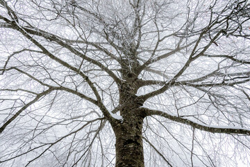 Fototapeta na wymiar a big tree and its branches covered with snow
