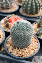 Cactus farm with pot in green houses