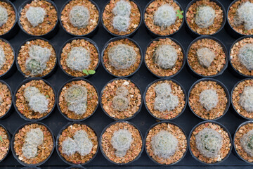 Cactus farm with pot in green houses