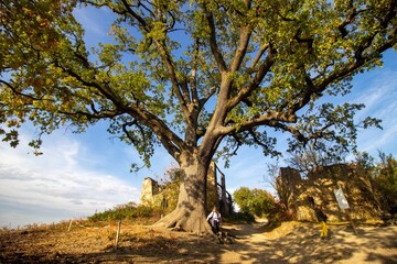 monumental oak tree very old Modena hills