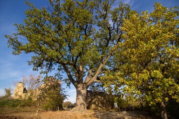 tree in the field