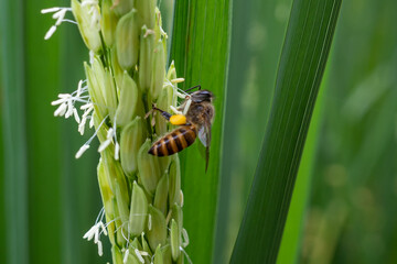 honey bees looking for food on rice plants