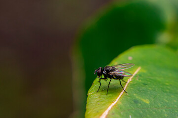 Close-up of a fly resting on a green leaf, showing fine details of its wings and body. Captured in natural light, perfect for nature, insect, and macro photography themes.