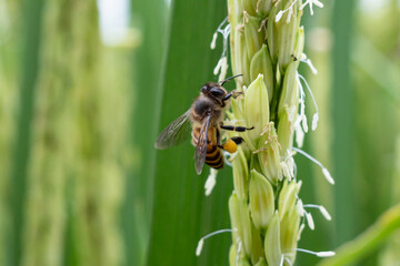 honey bees looking for food on rice plants