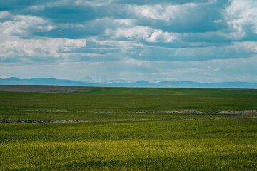 field with blue sky