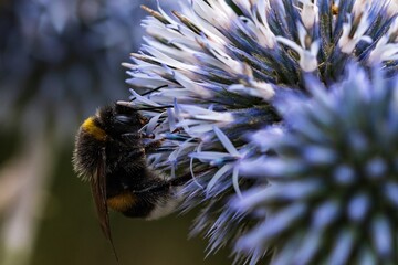 Eine Hummel sucht Nektar in einer Distelblüte