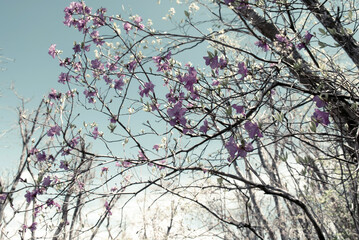 Selective focus. Spring background. Pink rhododendron flowers.