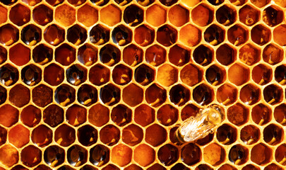 Bees on honeycomb honey and pollen Abstract natural background.