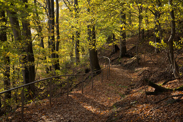 Dreamy forest path downhill covered with autumn leaves and a railing with beech trees and evening light on the green leaves
