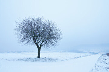 Fototapeta na wymiar Einsamer Kirschbaum im Winter