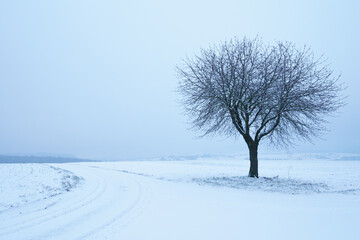 Fototapeta na wymiar Einsamer Kirschbaum im Winter