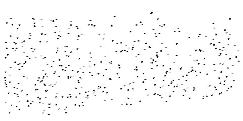 large flock of birds on a white background.