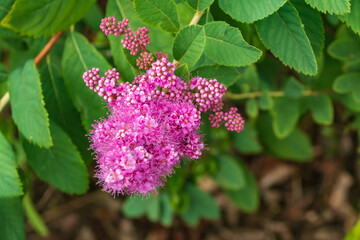 Eine wunderschön blühende pinke Blüte