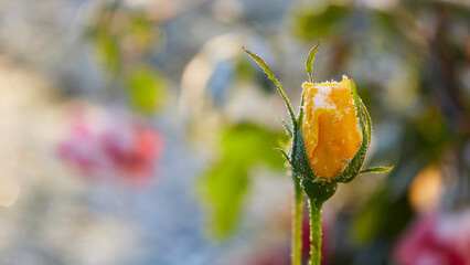 yellow rose bud with snow and frost in morning sun light