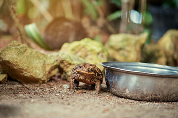 Big tropical wild toad sitting near a plate outdoors.