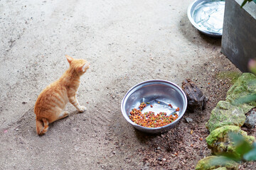 Cat near a bowl with food outdoors.