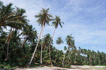 Landscape. Coconut palms plantation on the beach.