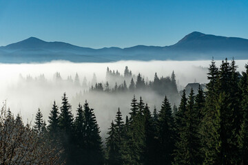 Foggy morning in the Carpathian mountains - obrazy, fototapety, plakaty