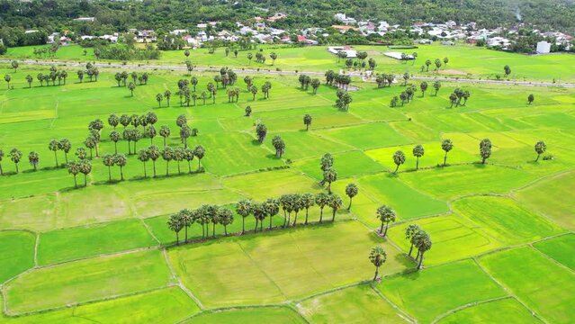 Ta Pa rice fields are beautiful in the morning, interspersed with beautiful and peaceful jaggery trees in the border delta of Vietnam