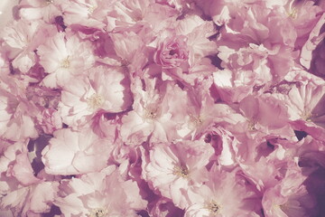 Pink flowers cherry sakura background. Flower wall. Soft selective focus. Holiday postcard. Pink petals and yellow stamens. Beautiful background. Petal art. Spring cherry blossom. Prunus serrulata.