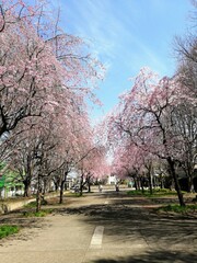 spring in the park