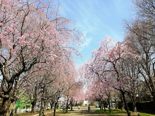cherry blossom in spring