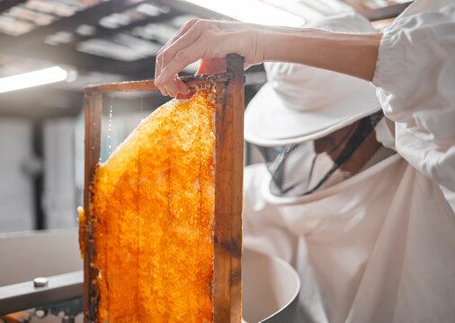 Honey, frame and beekeeper with woman in factory for production, natural or organic. Honeycomb, industry and extraction with worker for manufacturing, sustainability or harvesting process on bee farm