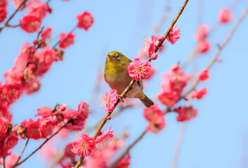 梅の花とメジロ