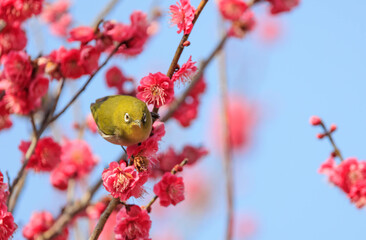 梅の花とメジロ