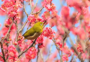 梅の花とメジロ