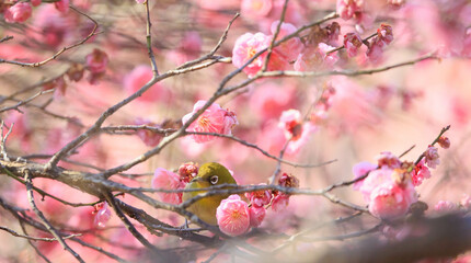梅の花とメジロ