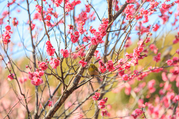 梅の花とメジロ