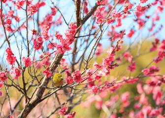 梅の花とメジロ