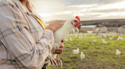 Chicken, farm and woman hands holding a bird on a sustainability, eco friendly and agriculture...
