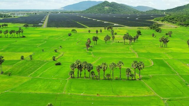 Ta Pa rice fields are beautiful in the morning, interspersed with beautiful and peaceful jaggery trees in the border delta of Vietnam