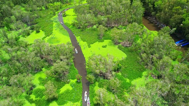 Melaleuca forest in sunny morning, aerial view. Melaleuca trees along canal covered with beo to create rich vegetation of the mangroves attracts tourists by boating below.