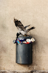 Raven pulling trash out of a trash can in Riga, Latvia