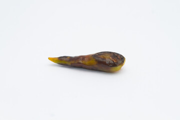 Rotten chili's photo. Rotten cayenne pepper. Isolated on white background